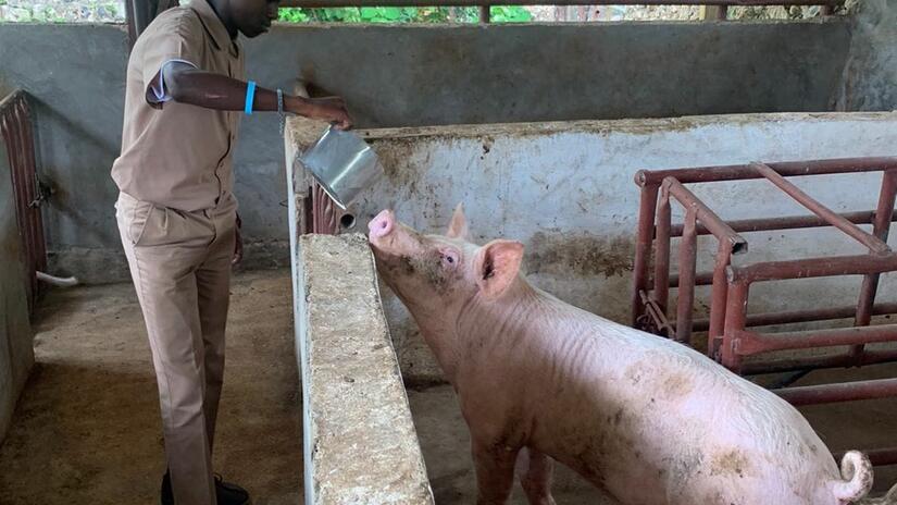 Kenardo Parkes, estudiante del Centro Cristiano Caribeño para Personas Sordas (CCCD), da de comer a uno de los cerdos criados en el campus Knockpatrick del CCCD. 
